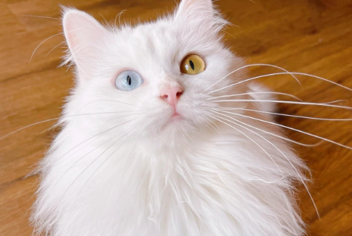 狮子猫智商高吗 狮子猫智商高吗