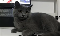 300一只的串串蓝猫贵吗