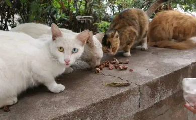 小区流浪猫哪个部门管电话多少?一文带你了解~ 小区流浪猫哪个部门管电话多少?一文带你了解~