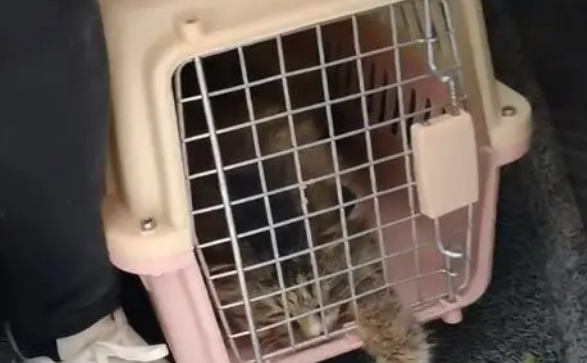 见到猫条就激动的可爱猫咪，在网友的帮助下，有了安身之地