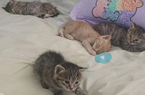 小猫二十天要出窝到处爬 小猫二十天要出窝到处爬