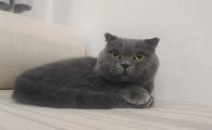 给猫取名字独一无二蓝猫