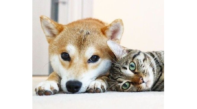 为什么叫猫猫狗狗cp啊 为什么叫猫猫狗狗cp啊
