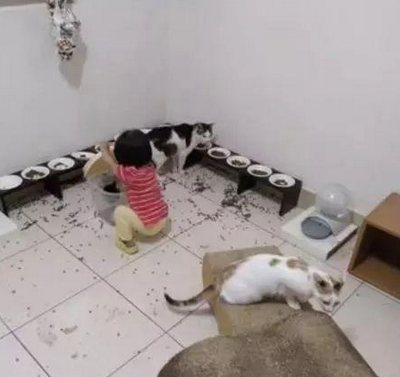 猫咪刚拉完又饿了？小铲屎官土豪式喂猫
