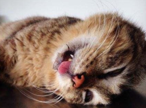 猫咪吃完克痛胁要死了 猫咪吃完克痛胁要死了
