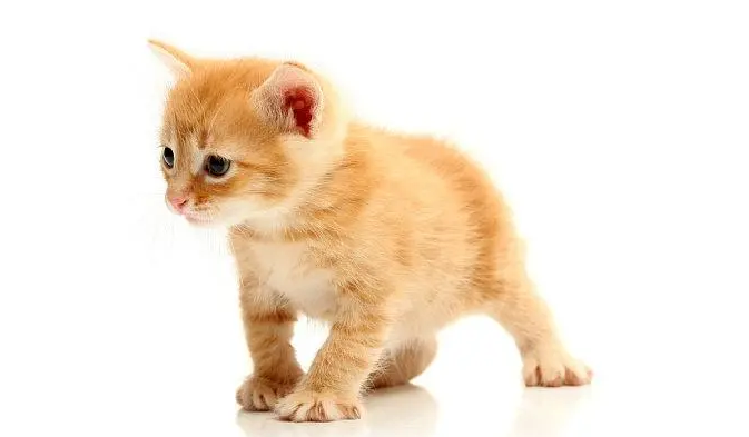 猫咪为什么老去门口拉屎