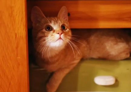 橘猫为什么越长颜色越深?具体看这里! 橘猫为什么越长颜色越深?具体看这里!
