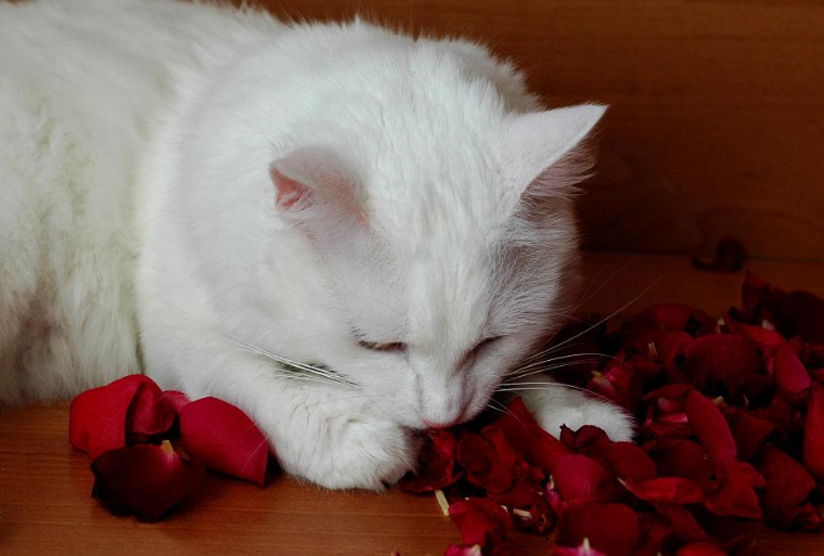 为什么猫咪啃玫瑰花瓣