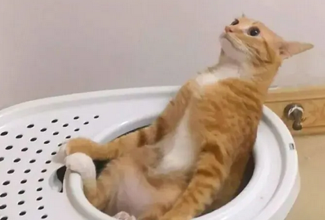 猫咪为什么要剪衣服拉屎呢