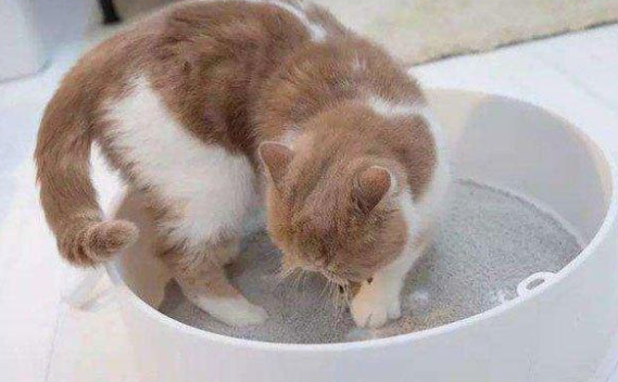 猫被惩罚吃自己拉的屎