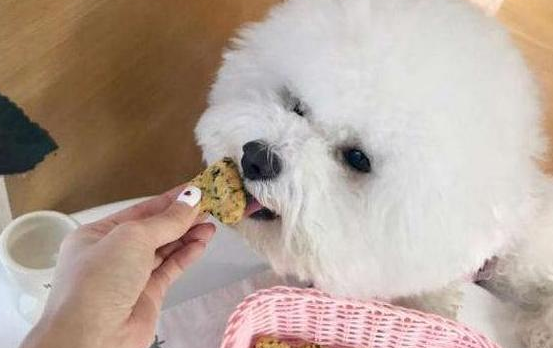 比熊狗粮怎么制作方法