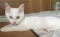 小猫多大能看出瞳色