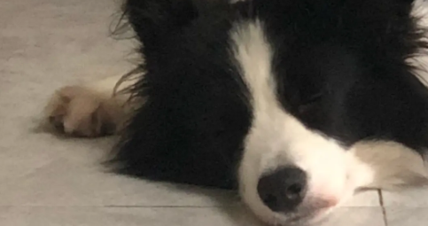 边牧幼犬怎么补钙？