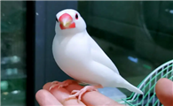 捡到的小鸟怎么养