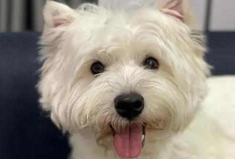 西高地属于小型犬还是中型