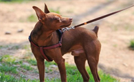 小鹿犬怎么训练大小便？来看看吧
