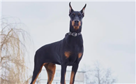 北京博文杜宾犬舍