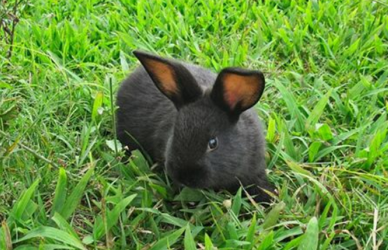 为什么很少人养黑兔