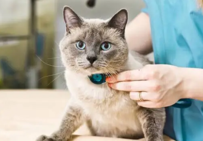 猫咪癫娴病初犯的症状