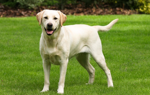 追踪犬什么品种好 追踪犬什么品种好