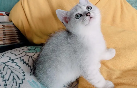 啥品种的猫便宜点