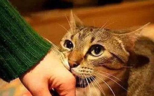 猫咪为什么啃主人袖子睡觉的原因 猫咪为什么啃主人袖子睡觉的原因