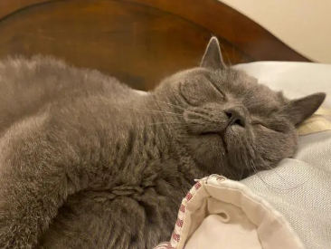 春天猫咪睡觉为什么多动 春天猫咪睡觉为什么多动