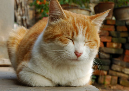 猫肋骨外翻