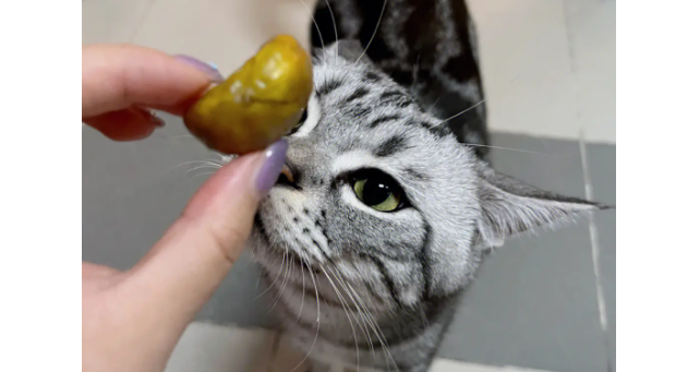 板栗猫咪为什么不能吃呢