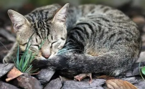 猫咪为什么会裹着尾巴睡觉的原因