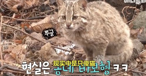 大叔救下了一只野生豹猫，长大后…