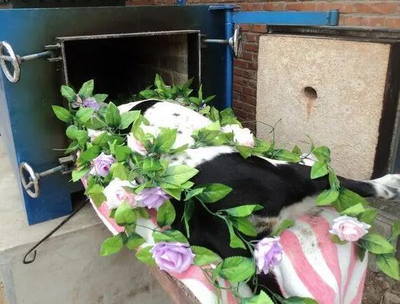 宠物死了火化要多少钱