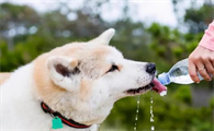 狗狗中暑后恢复的表现