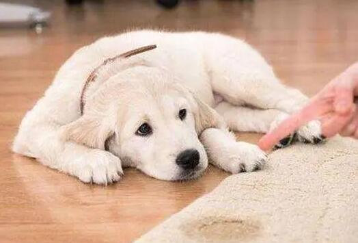 狗狗年纪大了憋不住尿怎么办