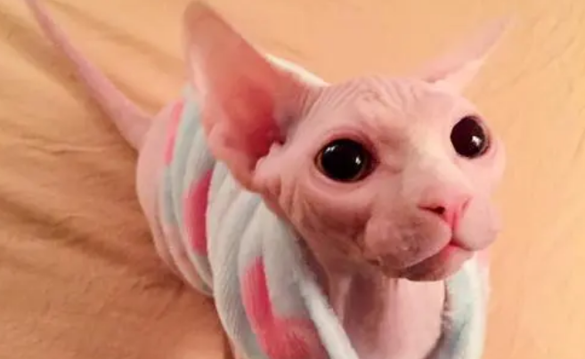 斯芬克斯猫三个档次 图片