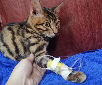 猫瘟好转的10个征兆 猫瘟好转的10个征兆