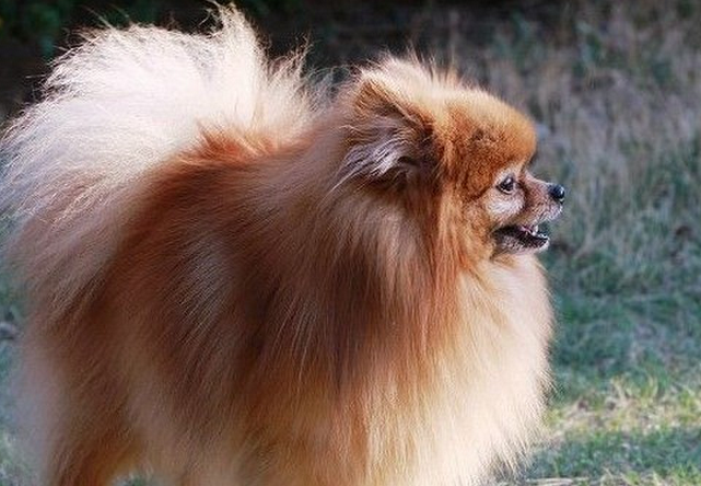 今天带你们了解一下，博美犬的外表特点
