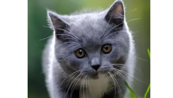 猫咪打喷嚏是什么原因呢？原因有这些......