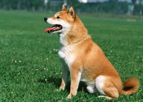 狗狗吃什么消炎药消肿止疼