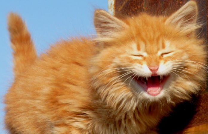 猫咪快乐的表现 猫咪快乐的表现