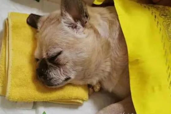 宠物火化上门服务去哪里找