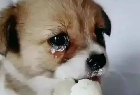 狗狗吃东西为什么哭了呢