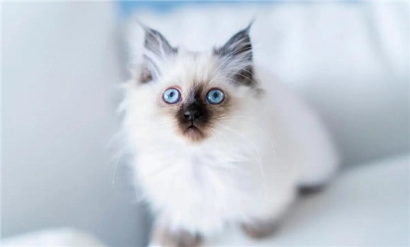 如何给猫咪买狗粮便宜又好吃