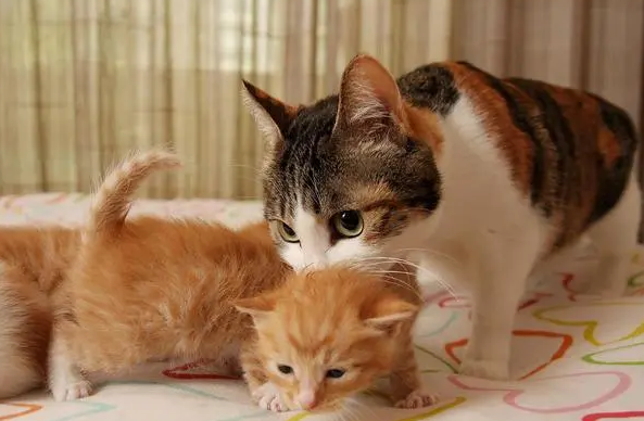猫咪离开母猫为什么会叫个不停 猫咪离开母猫为什么会叫个不停