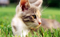 猫肛门腺多久挤一次