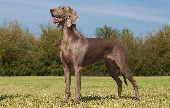威玛猎犬怎么训练握手？有哪些技巧？