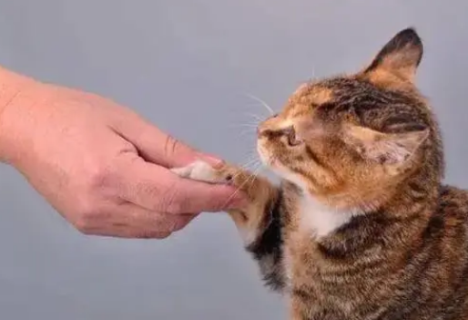 猫咪为什么很害怕手抓 猫咪为什么很害怕手抓