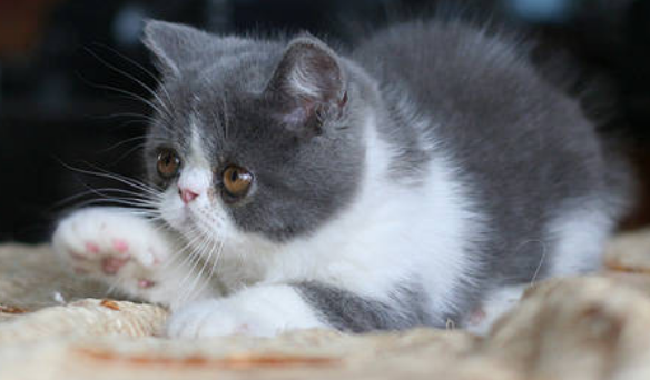 把猫饿三天就搭理人了