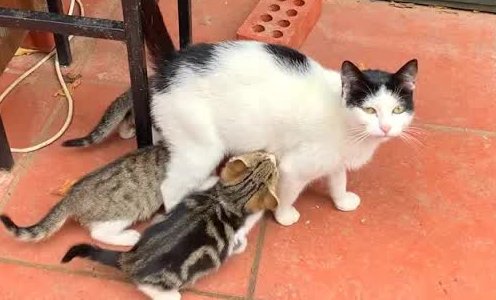 猫咪追母亲吃奶是为什么呢