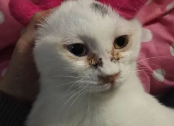 猫红色的眼屎擦了像血一样